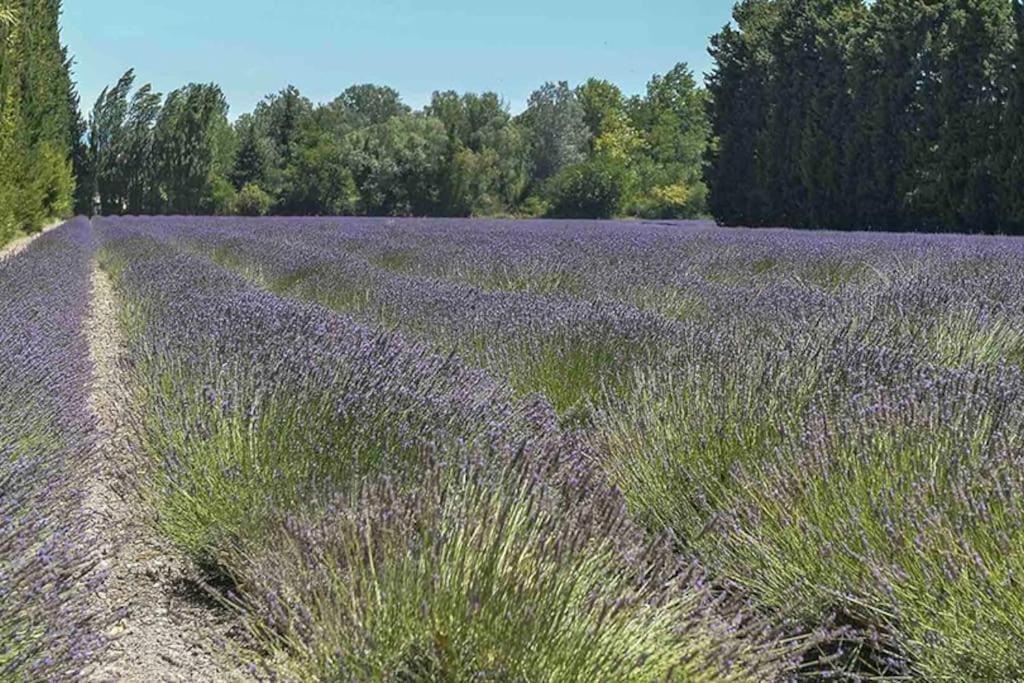 La Provencale Saint-Saturnin-lès-Avignon Exterior foto